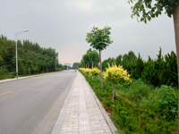 昌邑市滨河西路等14项绿化工程